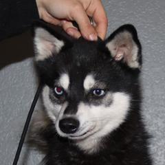 Mr Big Fluff - Alaskan Klee Kai