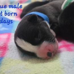 Boy 1 - male Cardigan Welsh Corgi puppy in Lynchburg, Ohio from Old Iron Farm