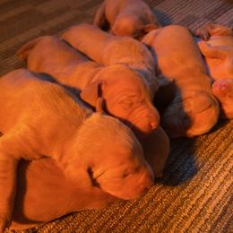 Boy 1 - Golden rust male Vizsla puppy in Riverview, Indiana from Kismet Vizslas