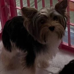 Veyda - Yorkshire Terrier