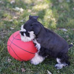 Miniature Schnauzer Puppies from Snowflake Schnauzers