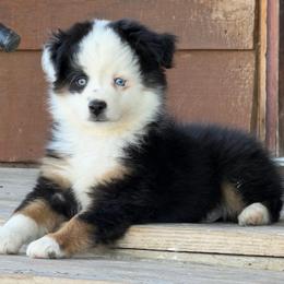 Elijah - Black tri male Toy Australian Shepherd puppy in Bogata, Texas from Maple Creek Run