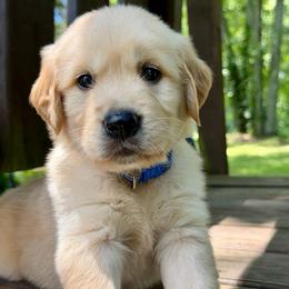 Preston - Light golden male Golden Retriever puppy in Doniphan, Missouri from Stockford’s Golden Retrievers