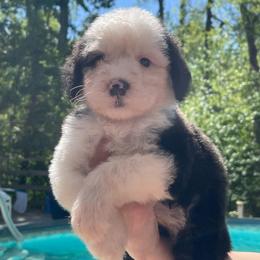 Ireland - Black and white female Sheepadoodle puppy in Rocky Point, North Carolina from CelticDoods