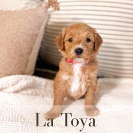 La Toya - Cream female Goldendoodle puppy in Melba, Idaho from KZ Doodles