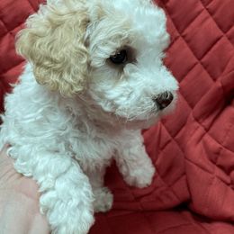 Cavapoo and Poodle Puppies from Happy Tails Poods and Doods