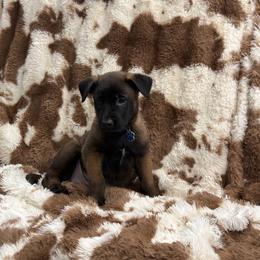 Boy 3 - male Belgian Malinois puppy in Midway, Georgia from C4MALINOIS