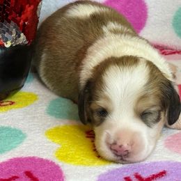 Bruno Mars - Piebald male Dachshund puppy in Tacoma, Washington from Tiny Dancer Dachshunds