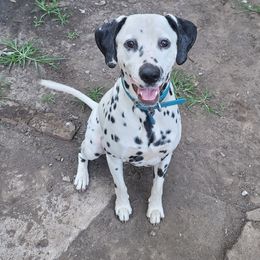 Blue - White and black male Dalmatian puppy in Springfield, Missouri from Developing Spots & Happy Dals