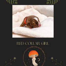 Australian Labradoodle Puppies from Novalie Australian Labradoodles