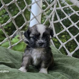Bobbie Mae - Chocolate female Shih Tzu puppy in Turbotville, Pennsylvania from Melanie's Little Lions
