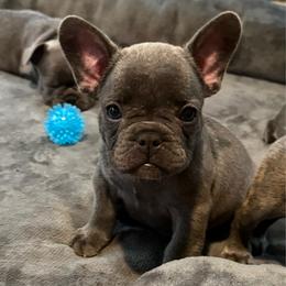 Blue collar - Blue male French Bulldog puppy in Livingston, Texas from Drake Home Frenchies