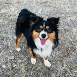 Cowboy - Toy Australian Shepherd