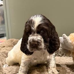 Honey - White and liver female English Springer Spaniel puppy in Newport News, Virginia from Sara's English Springer Spaniels