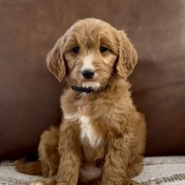Black - Red  male Goldendoodle puppy in St George, Utah from Doodle Bears of Southern Utah