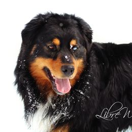 "Doc" - Australian Shepherd