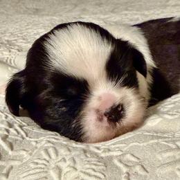 Chevalier Sultans Star - Black and white male Shih Tzu puppy in Spartanburg, South Carolina from Ganna's Shih Tzus