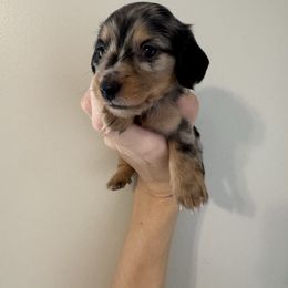 Daisy - Dapple female Dachshund puppy in Lincolnton, North Carolina from Oakview Kennels