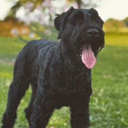 Echo - Giant Schnauzer