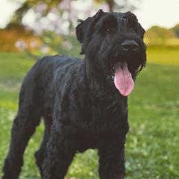 Echo - Giant Schnauzer