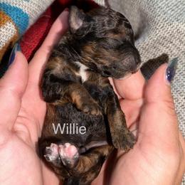 Willie - Sable male Poodle puppy in Ardmore, Oklahoma from The Poodles of Green Acres