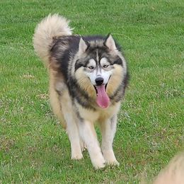 Kai - Siberian Husky