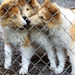 Collie Puppies from Hi-Crest Collies