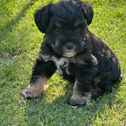 Miniature Schnauzer Puppies from Bellas Schnauzers