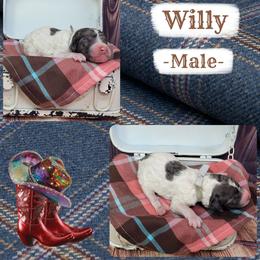 Willy - Parti male Goldendoodle puppy in Grabill, Indiana from Rose's Doodles