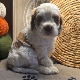 Sarah - Buff and white female Cockapoo puppy in Cabool, Missouri from Onyx Cave Kennel