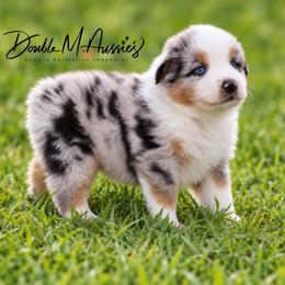 Duke - Blue merle male Australian Shepherd puppy in Olivehurst, California from Double M Aussies