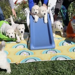 Golden Retriever Puppies from Huckaby’s English Golden Retrievers