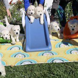 Golden Retriever Puppies from Huckaby’s English Golden Retrievers