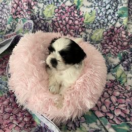 Shih Tzu Puppies from Little Lion Puppies