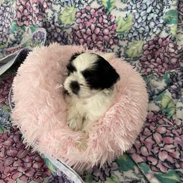 Shih Tzu Puppies from Little Lion Puppies
