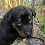 Pink - Black and tan female Beauceron puppy in Strafford, New Hampshire from WildGoose Beaucerons