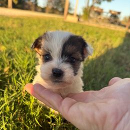 Lasso - Tri-color male Russell Terrier puppy in Lakehills, Texas from Simply Southern Retrievers, LLC