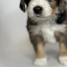 "Harry" Aussiedoodle and Labradoodle Puppies from McDoodles of Texas
