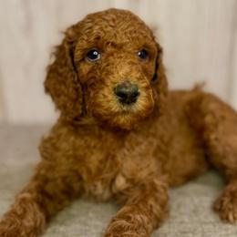 St.Nick - Goldendoodle puppy from Golden Life Doodles