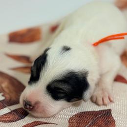 Confetti - White and badger female Great Pyrenees puppy in San Marcos, California from Faith Family Freedom Farm