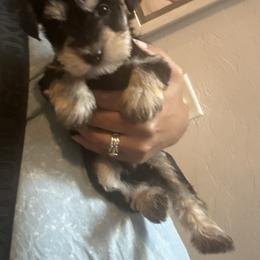 Bear - Black and silver male Miniature Schnauzer puppy in Oklahoma City, Oklahoma from L & R Miniature Schnauzers