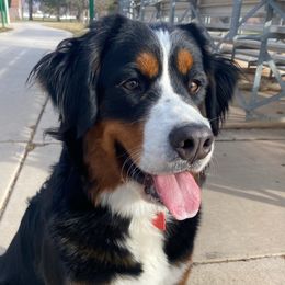 Bernedoodles, Bernese Mountain Dogs, Cavapoos, Goldendoodles, and Poodles from Happy Valley Puppies
