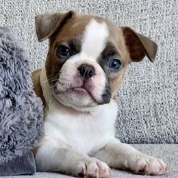 Boston Terriers from Cristi's Favorite Bostons