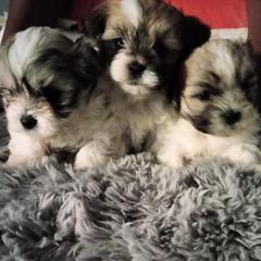Shorkie and Yorkipoo Puppies from Tina-Marie's Pups