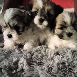 Shorkie and Yorkipoo Puppies from Tina-Marie's Pups