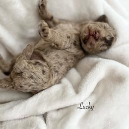 Lucky - Merle male Goldendoodle puppy in Taylorsville, Georgia from Sweet Southern Doodles