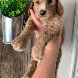 Poodle Puppies from Teton View Kennels