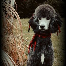 Poodle Puppies from McJare's Puppy Palace