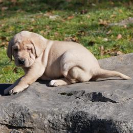 Egyption - Yellow female Labrador Retriever puppy in Buffalo Valley, Tennessee from Buffalo Valley Breeders