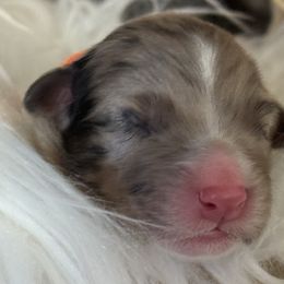 Jackson - Blue merle Australian Shepherd puppy in Franktown, Colorado from Double NB Livestock LLC